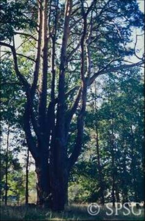 Potsdam, Park Sacrow, Altkiefer östlich der Potsdamsicht.