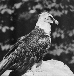 Zootiere. Geier