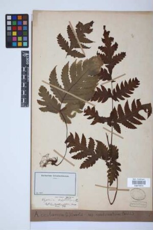 Aspidium cicutarium (L.) Sw.