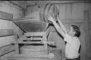 In der Graupenmühle in Tätschwitz. Graupen werden in die Mühle geschüttet. : Krupnik w Ptačecach. Hejdušne krupy so k mlěču do krupnika sypnu.
