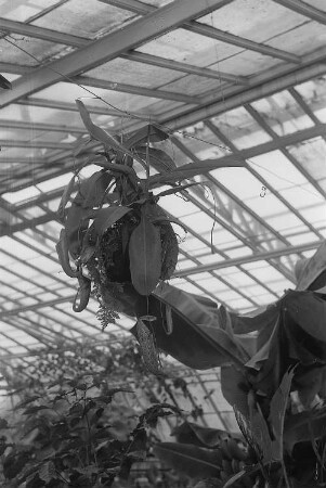 Fleischfressende Pflanzen im Botanischen Garten : Fleischfressende Pflanze
