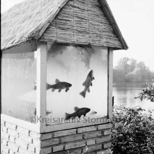 Karpfenfest: Herrenteich: Promenade an Matthias-Claudius-Straße: Fische im Schauaquarium