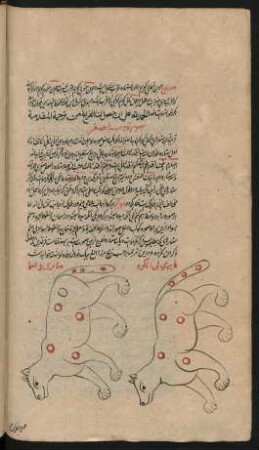Illustration: Sternbild des kleinen Bären