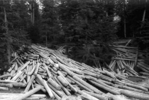 keine Beschreibung [Agapia: Kloster Agapia Deal, Baumstämme im Wald]