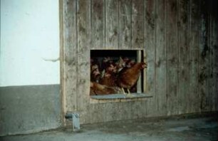 Fotografie: Tierproduktionsverfahren, Stallsystem, Legehenne
