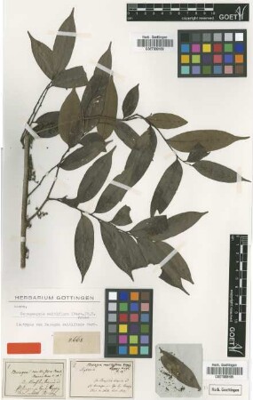 Bocagea multiflora Mart. [isotype]