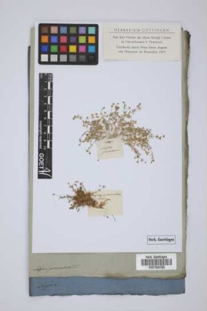 Sagina procumbens L.