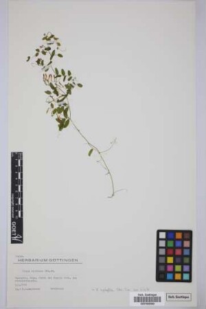 Vicia cirrhosa Webb & Berthel.