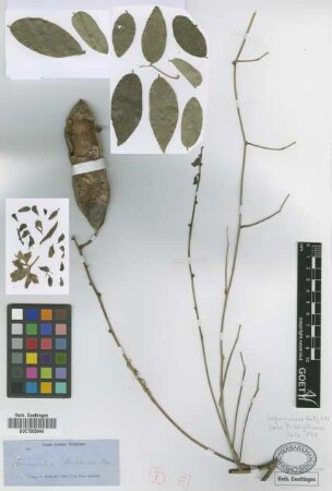 Canavalia cubensis Griseb. [type]
