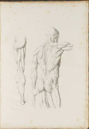 T. III.: [Muskulatur des Menschen, von hinten und Beinmuskulatur]