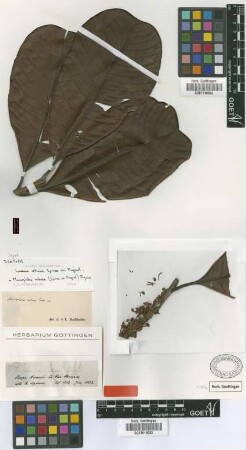 Micropholis retusa (Spruce ex Miq.) Eyma