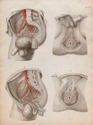Beckenarterie des Mannes