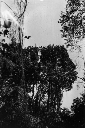Vogel beim Abflug : Ein Vogel verlässt das Nest.