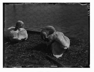 Schwäne im Zoo (wahrscheinlich in Dresden)