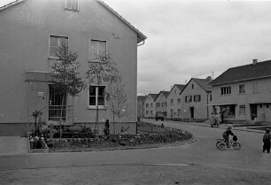 Binsenschlauchsiedlung in der Nordweststadt
