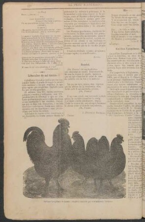 Gallinas Langshans de Liorna. : (Grabado remitido por el "California Cackler.")