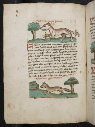 Tier "Falena"; Tier "Grütsche"; (Teil III A: Von den Tieren, die auf der Erde gehen)