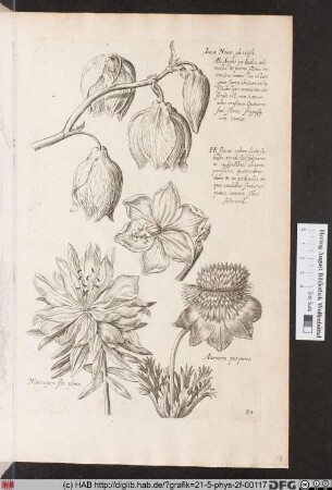 [Lilie, Anemone und verschiedende andere Blüten]
