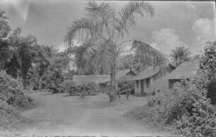 Palme : Palme und Hütten.