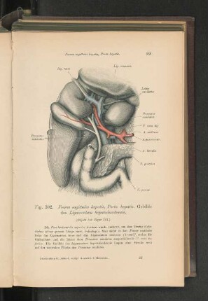 Fig. 302. Fossa sagittales hepatis, Porta hepatis.