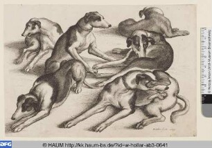 Sechs Jagdhunde