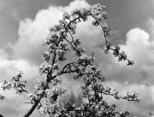 Blühender Ast eines Kirschbaumes gegen Wolken