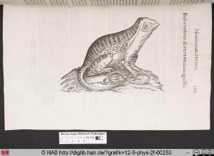 Bufo caudatus ab utero mulieris egressus.