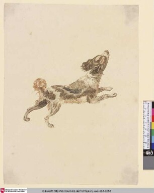 [Springender Hund nach rechts, vermutlich ein English Springer Spaniel]