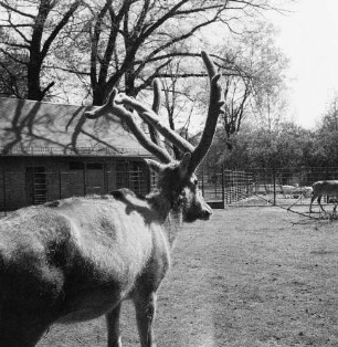 Zootiere. Rotwild im Bast