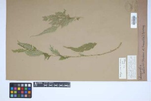 Selaginella wallichii (Hook. & Grev.) Spring