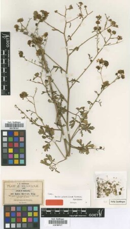 Bahia biternata A.Gray