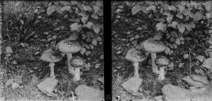 Fliegenpilz : Fliegenpilz (Amanita muscaria Linnaeus).