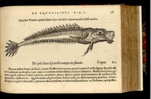 De piscibus spinosis oviparis planis Cap. XI.