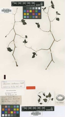 Salpichroma mandonianum Wedd. [isotype]