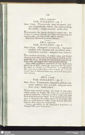 Arca duplicata. Tab. CCCCLXXIV. - fig. 1