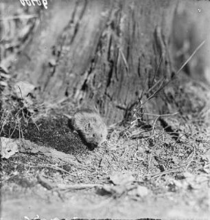 Feldmaus : Feldmaus (Microtus arvalis Pallas).