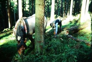 Holzrücken: Herr Augner hängt Baumstämme, die mit Ketten zusammengehalten werden, an Schleifvorrichtung
