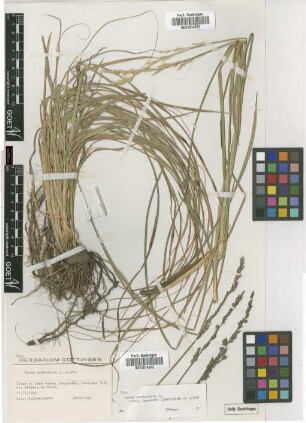 Carex paniculata L.
