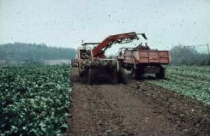 Fotografie: Erntetechnik, Zuckerrübe, Schwadlader, Parallelverfahren, Muldenkipper
