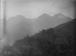 Gebirgsvegetation : Vegetation an den Hängen des Ruwenzori-Gebirges