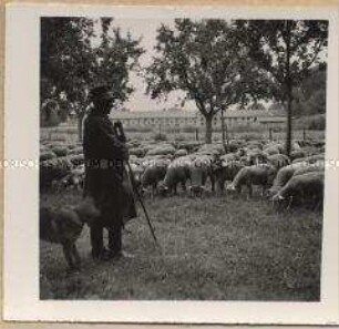 Peseckendorf, Rittergut Schaeper