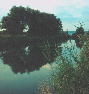 Weiden an der Unstrut