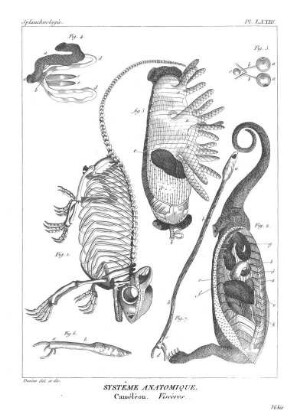 Pl. LXXIII. Systême Anatomique. Caméléon. Viscères.