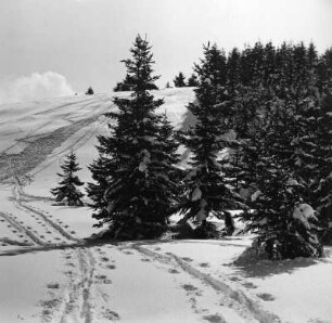 Winterbilder. Spuren im Schnee vor verschneiten Nadelbäumen