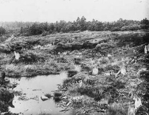 Zinnwald-Georgenfeld. Hochmoor