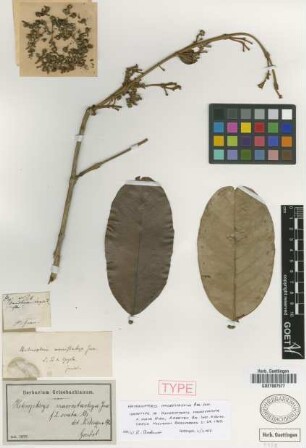 Heteropterys macrostachya A.Juss. f. ovata Nied.