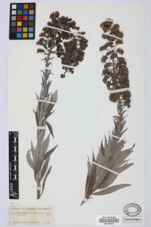 Echium virescens DC.
