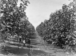 Plantage : Blick auf das Feld einer Plantage, vermutlich Kaffeeanbau