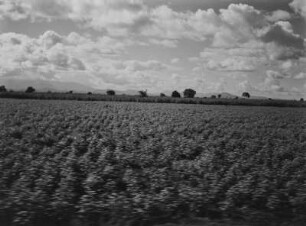 Landwirtschaftliche Anbaufläche : Landwirtschaftliche Anbauflächen in der hügeligen Landschaft des südafrikanischen Tafellandes