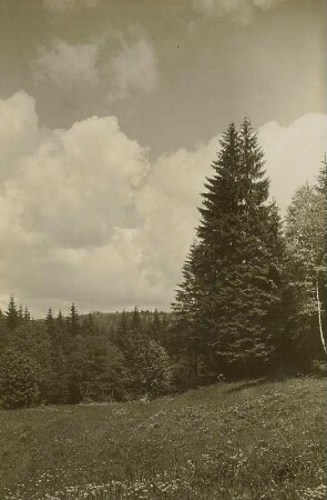Osterzgebirge. Im Mordgrund am Sattelberg